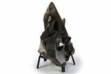Dark Smoky Quartz Crystal Cluster on Metal Stand - Brazil #300620-1